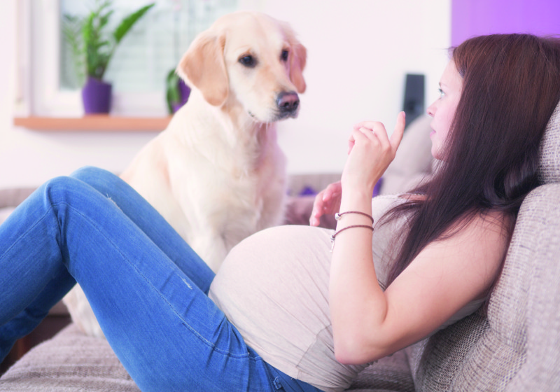 Young pregnant women with a sweet golden retriever.