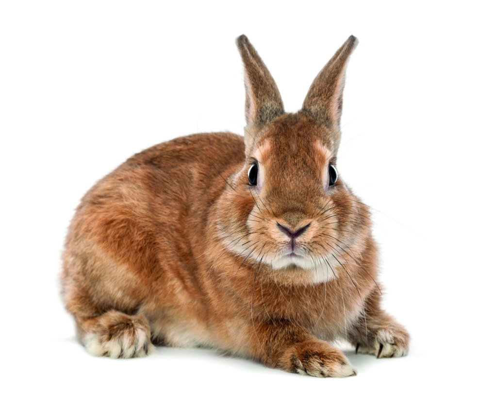 Rabbit lying and looking at camera against white background