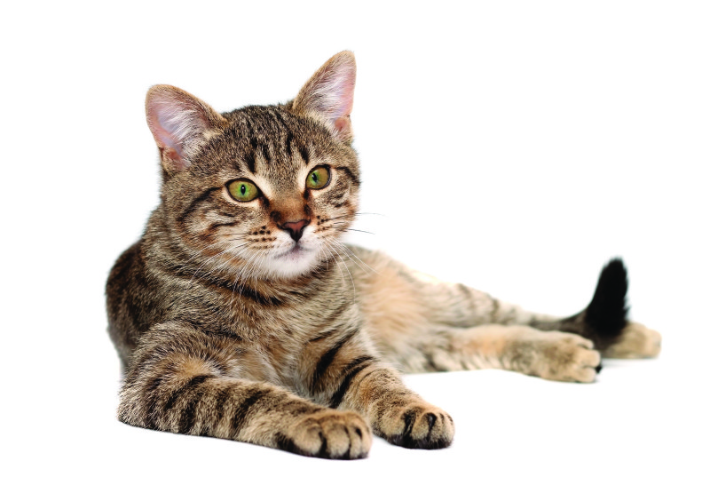 Pet’s Corner: Why is my cat weeing around the house?