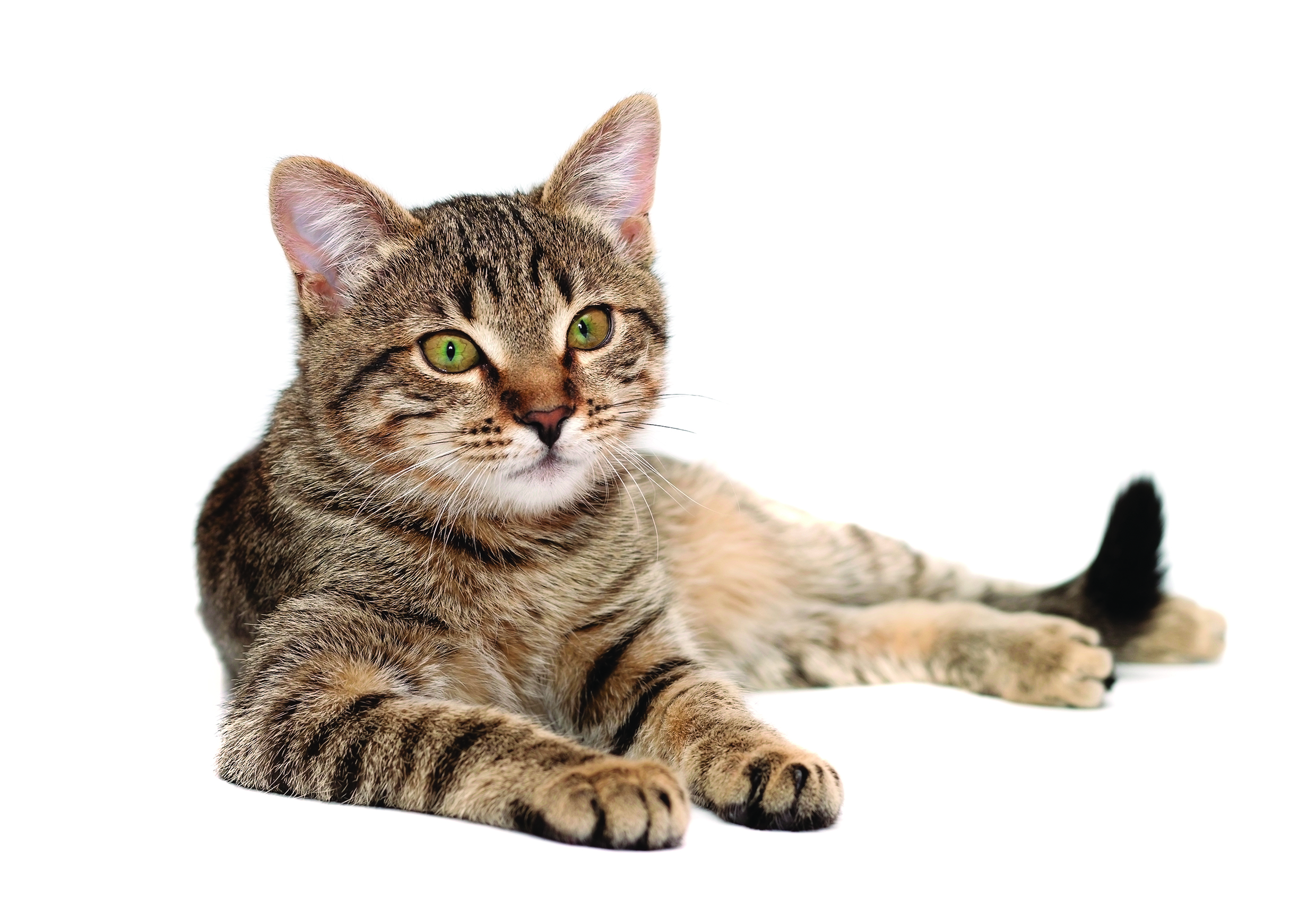 Pet’s Corner: Can You Train Your Cat?
