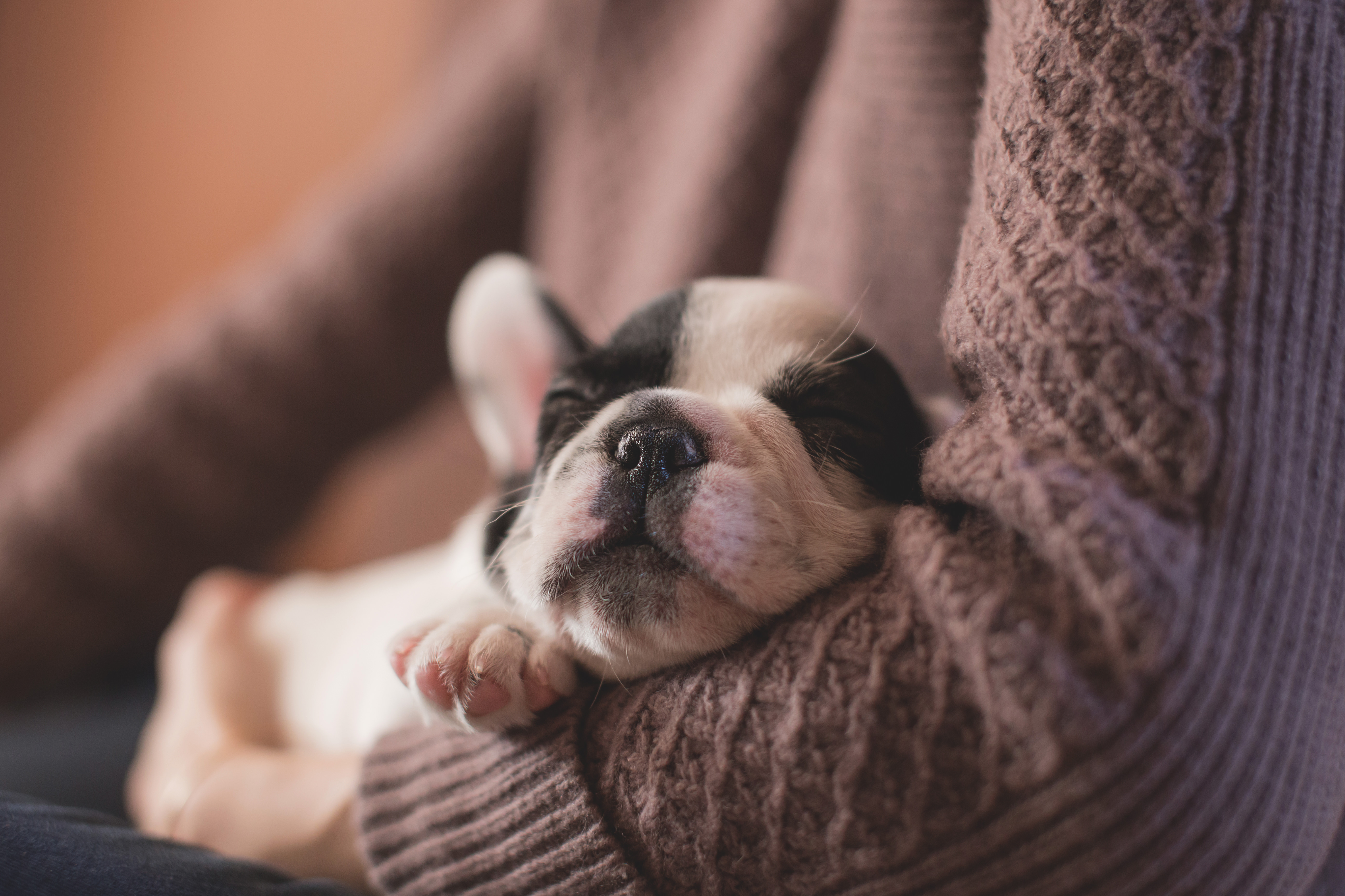 Pets corner: How to choose and buy a family puppy