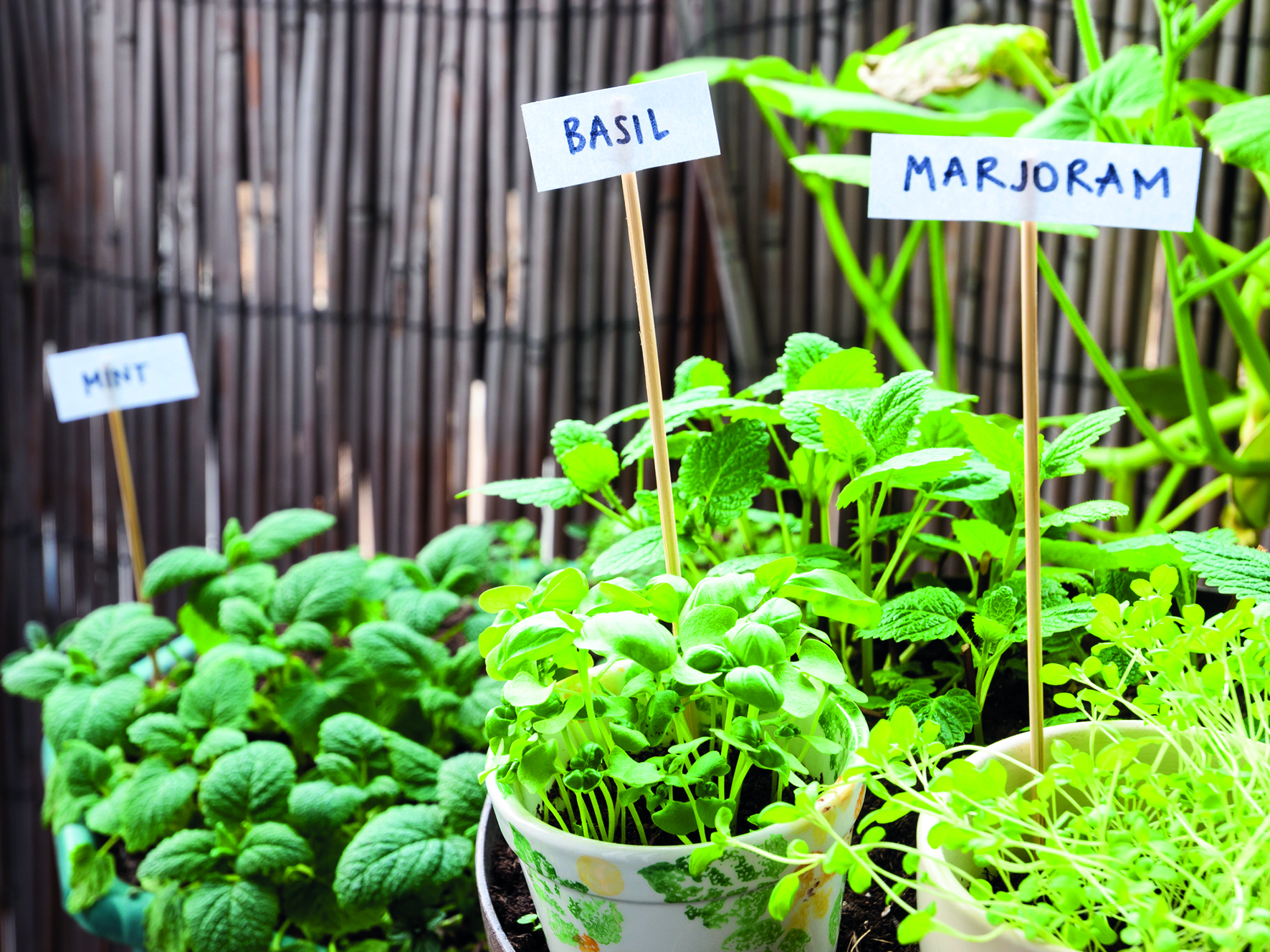Garden Talk: Grow your own herbs