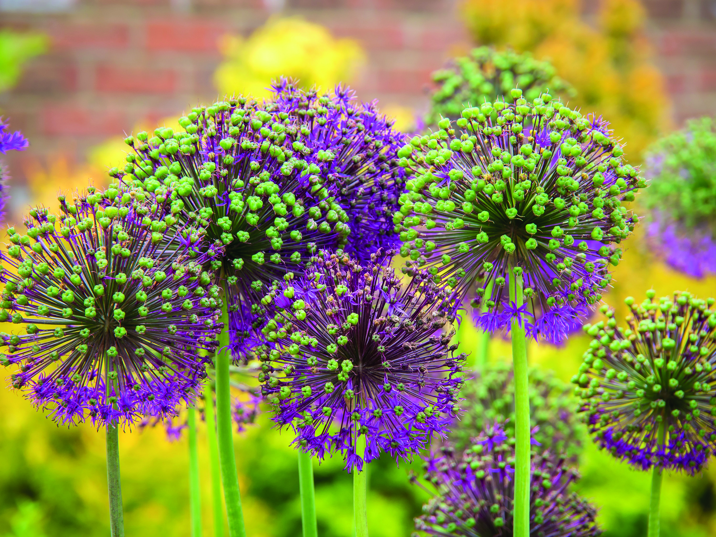 10 of the best May flowering plants