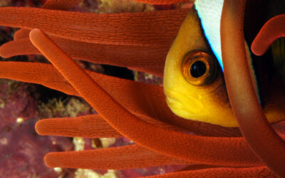 Horniman Aquarium Reopens