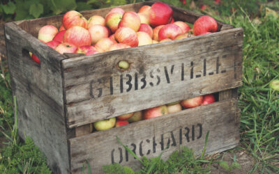 Garden Talk – Grow your own apples
