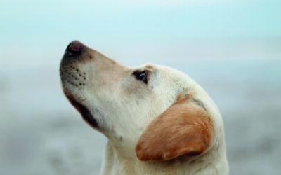 Pets Corner – Is my aggressive dog fearful or frustrated?