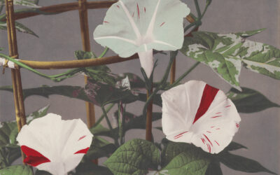 Dulwich Picture Gallery to Reopen