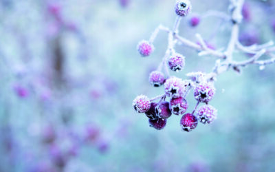 Garden Talk – And so to Bed