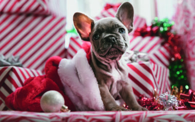 Twelve days of Christmas memo for lockdown puppy owners