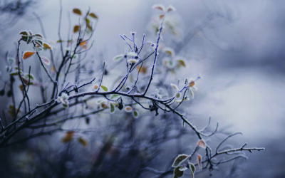 Garden Talk – A winter wonder