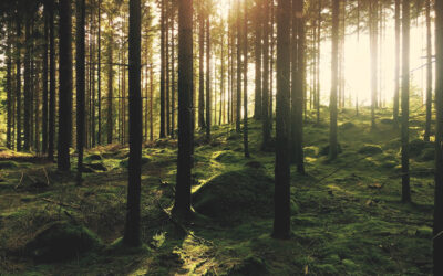 Forest Bathing and it’s Benefits