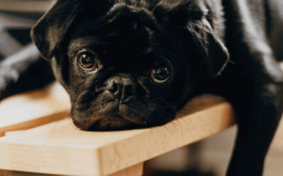 Pets Corner: The impact of stress on behaviour