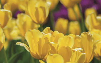 Garden Talk: What to do in the garden this March