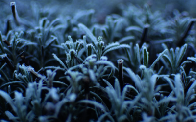 Light up the winter garden with silver shrubs