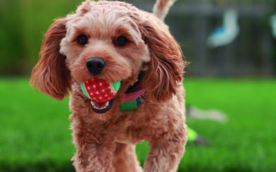 Pets Corner | How to Behave in Public Spaces