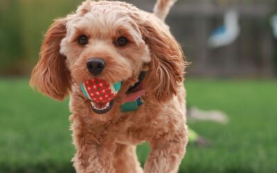 Pets Corner | Does your dog have an ‘off switch’?