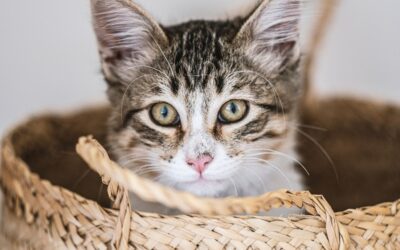 Pets Corner | How to train your cat to like the cat carrier
