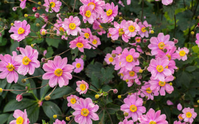 Plants for late summer colour