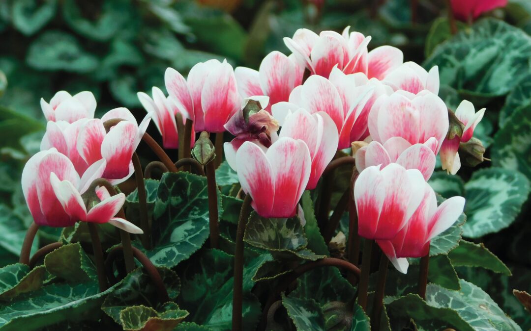 Plant cyclamen for a sprinkling of autumn colour
