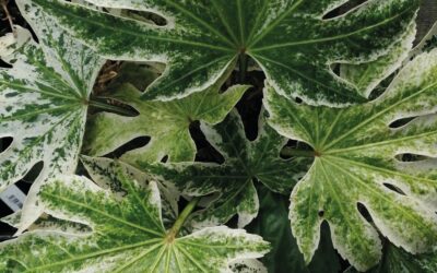 Garden Talk – Favourite Variegated Plants
