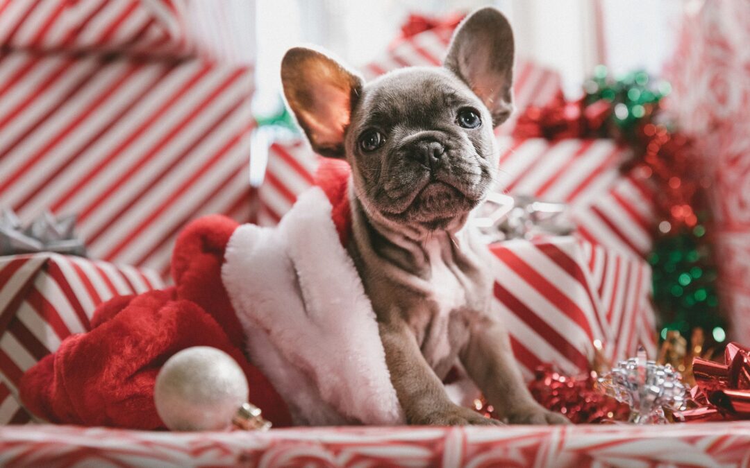 Christmas Checkliston how to keep your dog happy and safe over the festive season