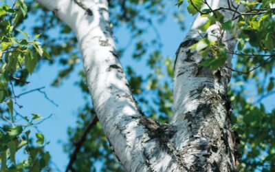 Garden Talk – Multi stem trees for urban gardens