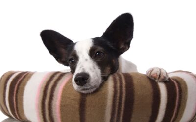 Pets Corner| Teaching a Chin Rest 