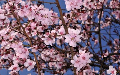 Garden Talk – In Praise Of Cherry Blossom