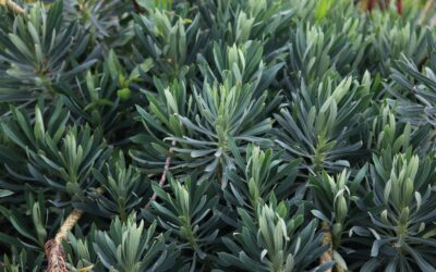 Garden Talk – July Edition