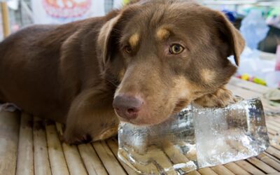 Pets Corner: Summer heat kills pets 