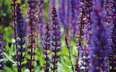 Garden Talk – The Joy of Salvias