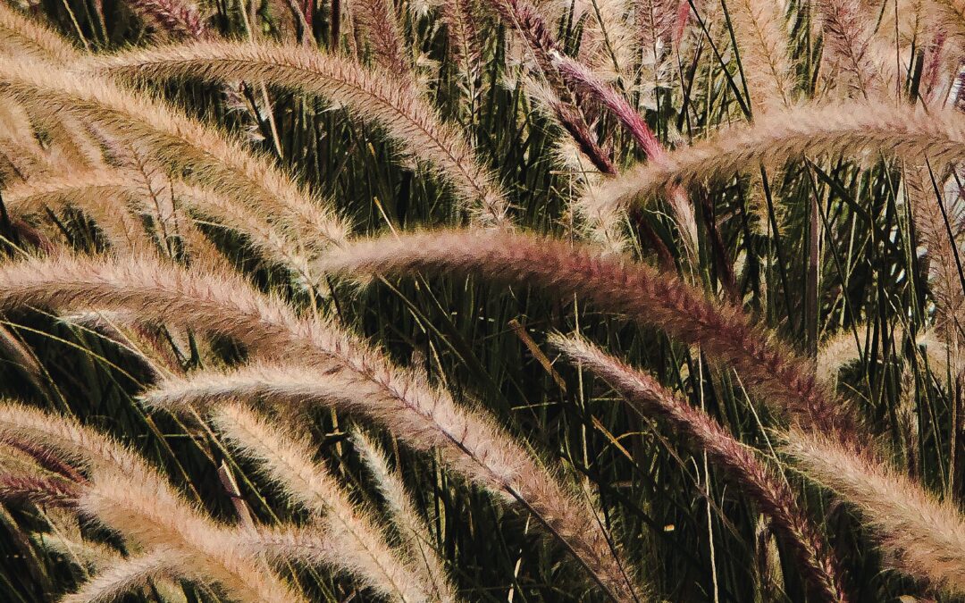 Garden Talk – Joys of Ornamental Grasses