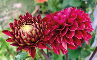 Garden Talk October Edition