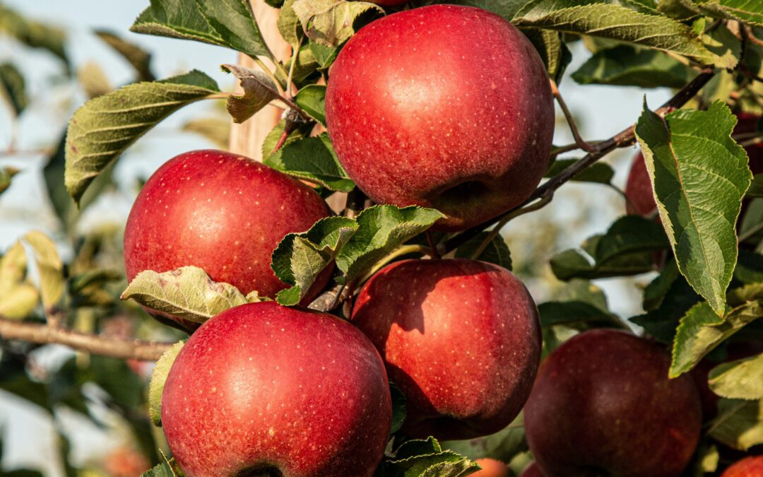 Garden Talk – Grow your own apples  