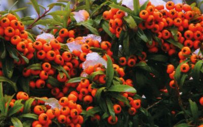 Greening your boundaries 