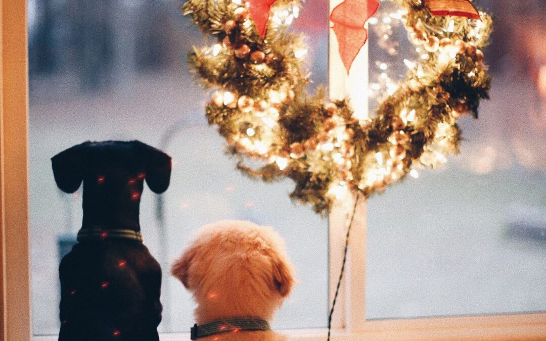 Pets Corner |All your pet wants for Christmas.
