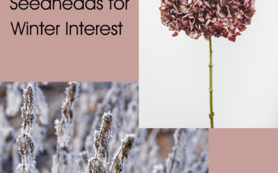 Seedheads For Winter Interest