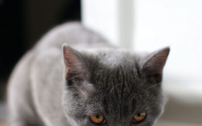 Pet’s Corner. New Year: New Pet Diet