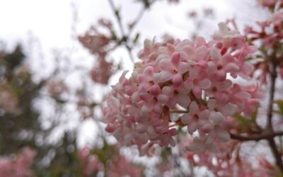 Garden Talk – February Edition