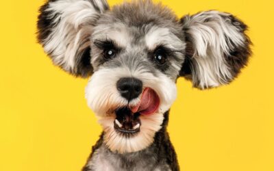 Pets Corner: Heed the growl. 