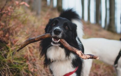 Pets Corner- Dental hygiene for pets 