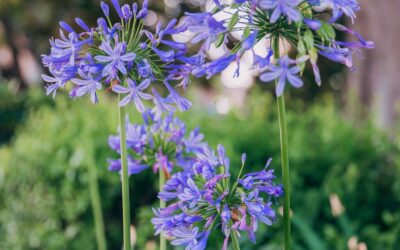 Garden Talk – May Edition