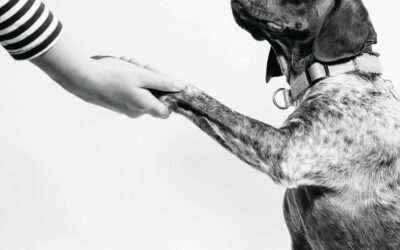 Pets Corner: The Touch Cue