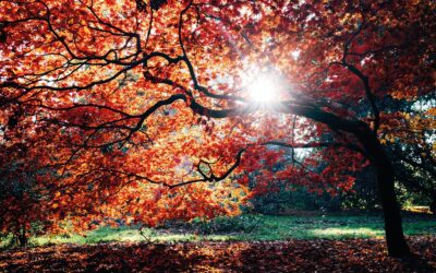 Garden Talk – June Edition