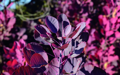 Garden Talk – Deep Purple