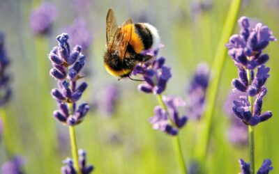 Pets Corner: Growing a Bee-friendly Garden 