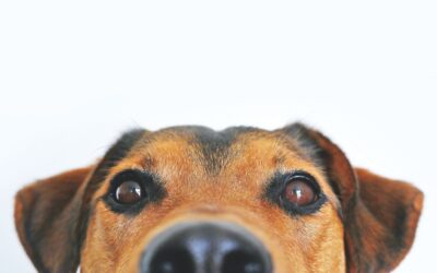 Pets Corner – Help my dog goes crazy at the door!                    