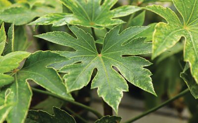 Garden Talk: December Edition