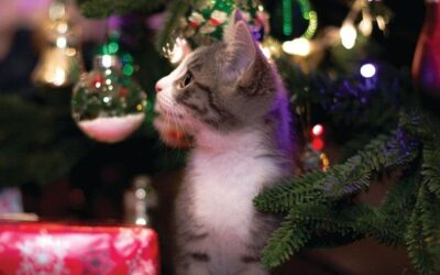 A Pet Proof Christmas 2020