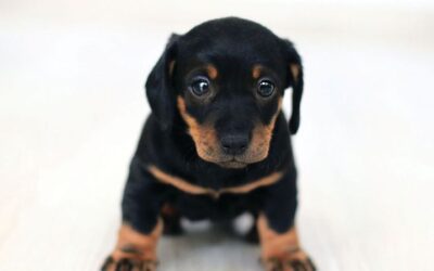 Pet’s Corner: New Year, New Pet Diet